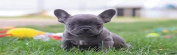 French Bulldog dogs for sale: Lexi - Ad 7