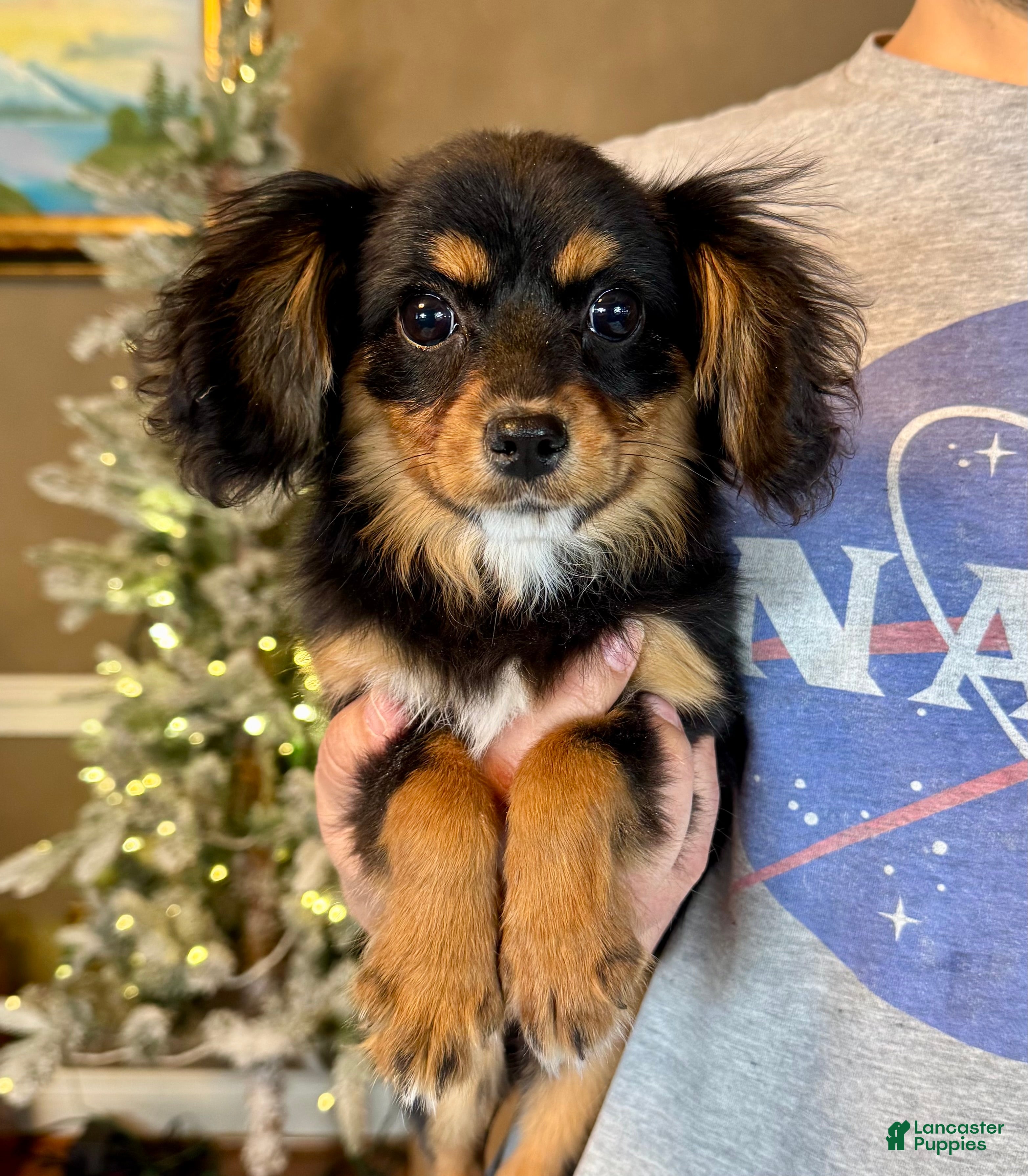 Mixed Breed dogs Cavalon Midnight - Ad 1