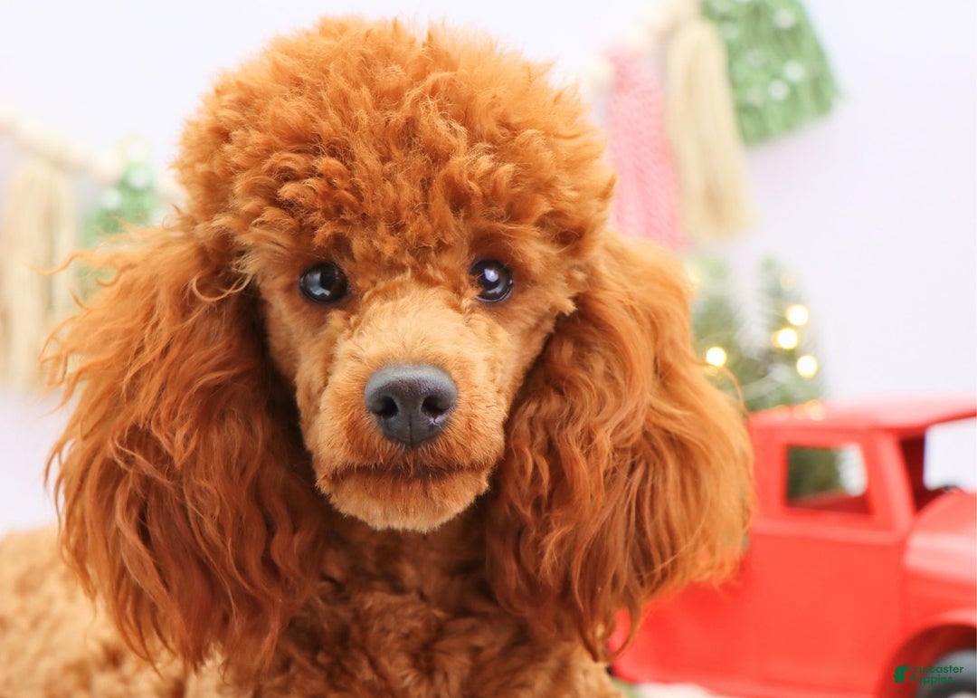 Miniature Poodle dogs for sale: Marshall - Ad 20