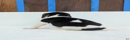 Beagle dogs for sale: Roxy - Ad 6