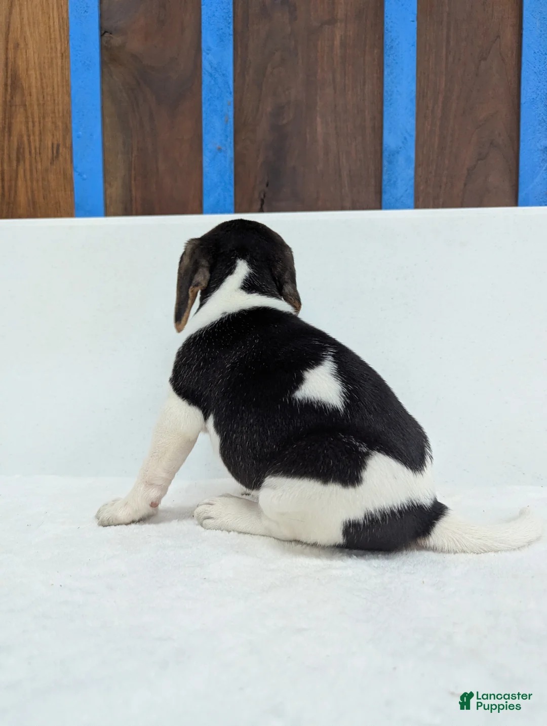 Beagle dogs for sale: Roxy - Ad 6