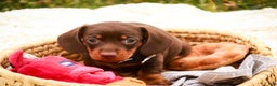 Miniature Dachshund dogs for sale: Barney - Ad 4