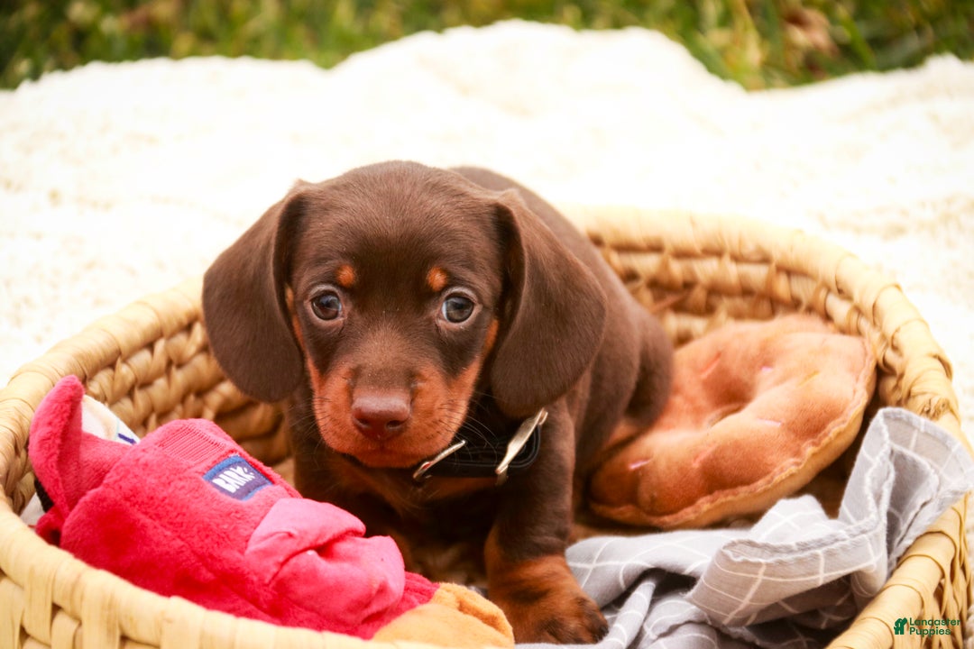 Miniature Dachshund dogs for sale: Barney - Ad 4
