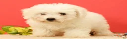 Bichon Frise dogs for sale: Ella - Ad 4