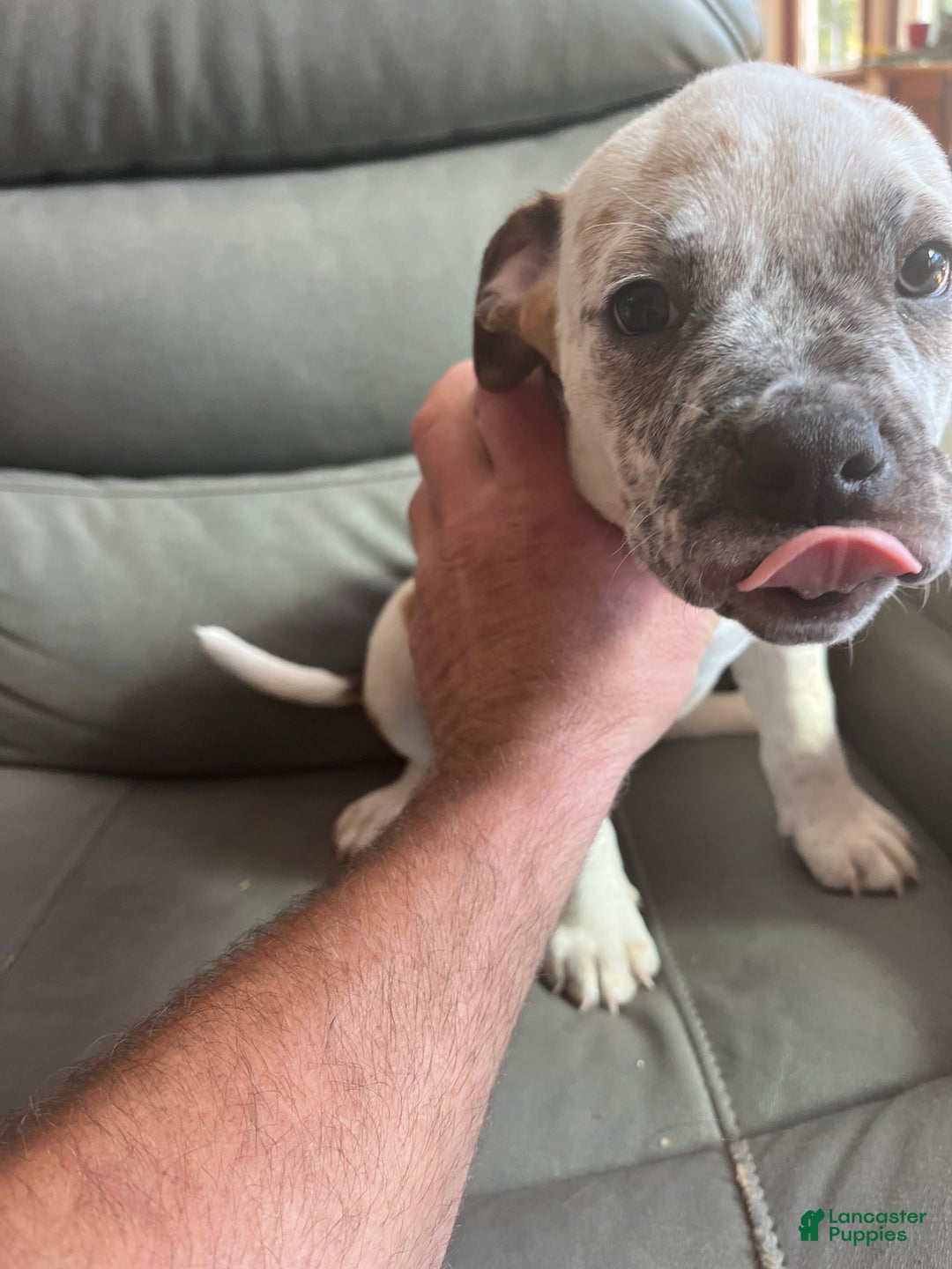 Mixed Breed dogs for sale: Mixed Breed Puppy 1 - Ad 2