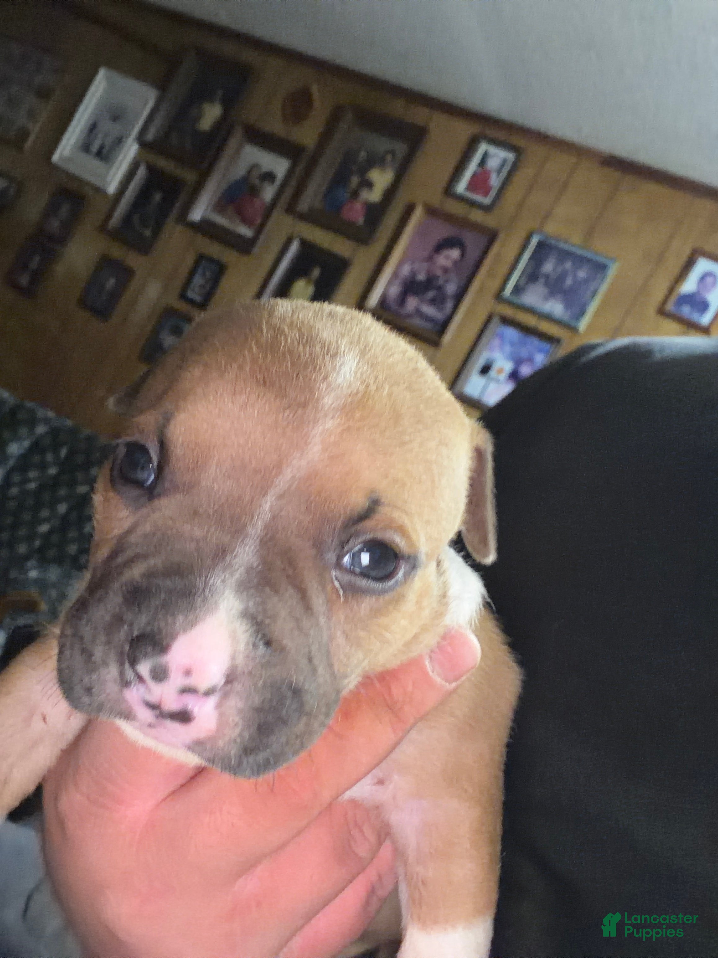 American Bully dogs American Bully 1 - Ad 15