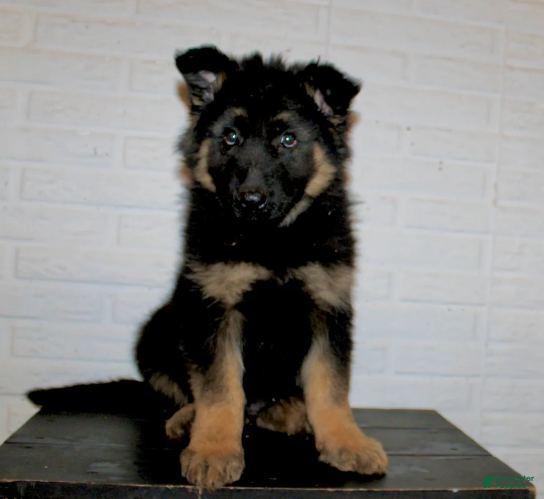 German Shepherd dogs for sale: Denali - Ad 2