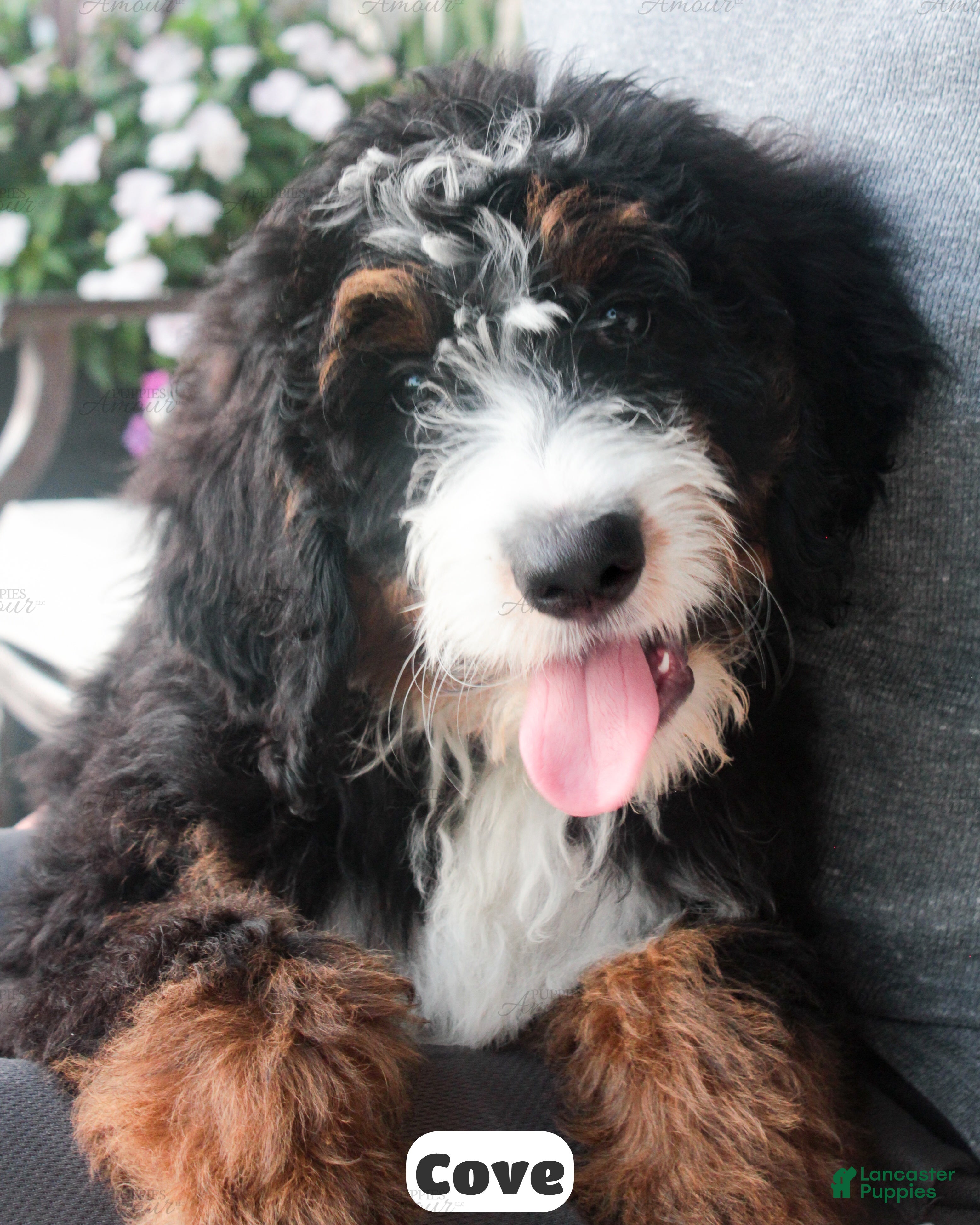 Bernedoodle dogs Cove - Ad 2