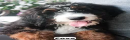 Bernedoodle dogs for sale: Cove - Ad 2