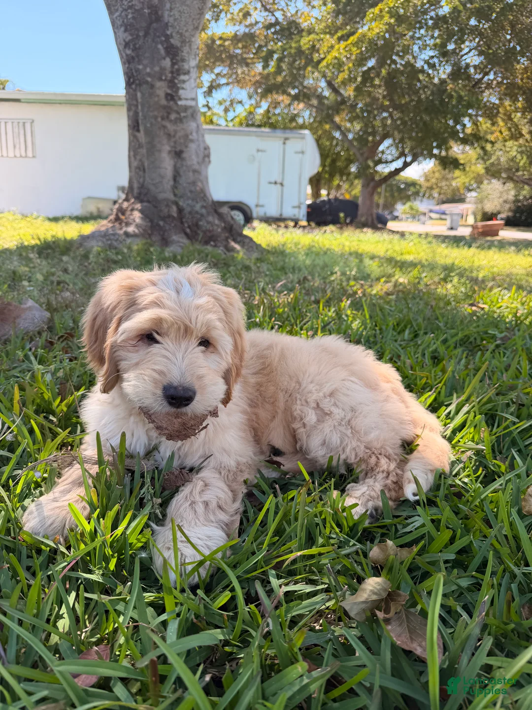 Goldendoodle dogs for sale: Goldendoodle Puppy  - Ad 2