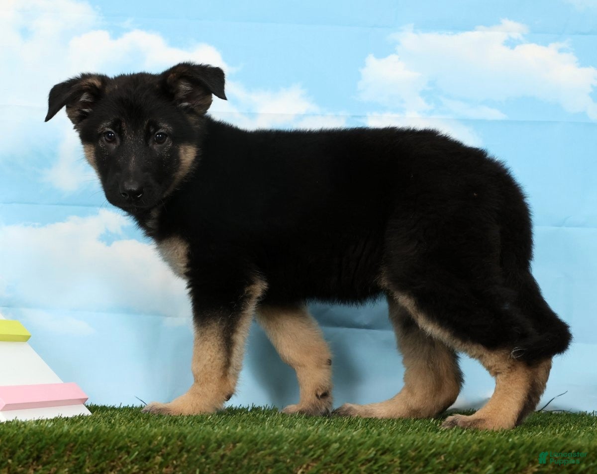 German Shepherd dogs Wendy - Ad 2