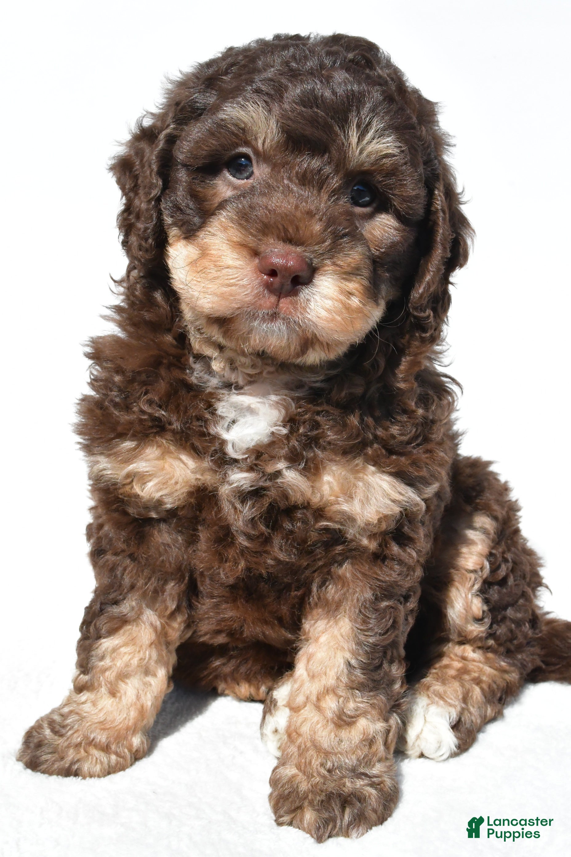Mini Bernedoodle dogs Quinten - Ad 1