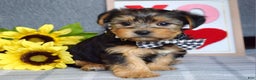 Yorkshire Terrier dogs for sale: Hank  - Ad 8