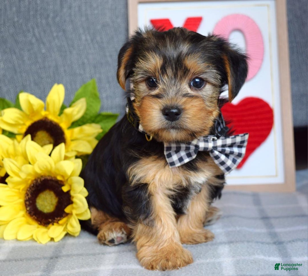 Yorkshire Terrier dogs for sale: Hank  - Ad 8