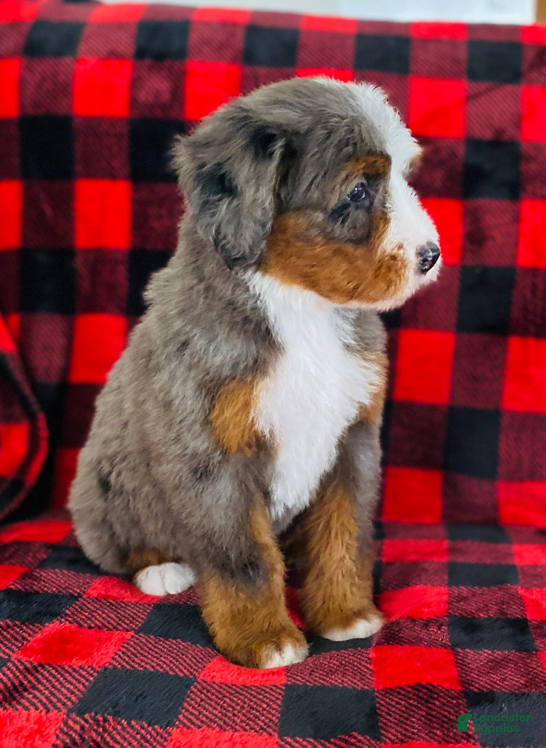 Bernedoodle dogs for sale: Penelope  - Ad 3
