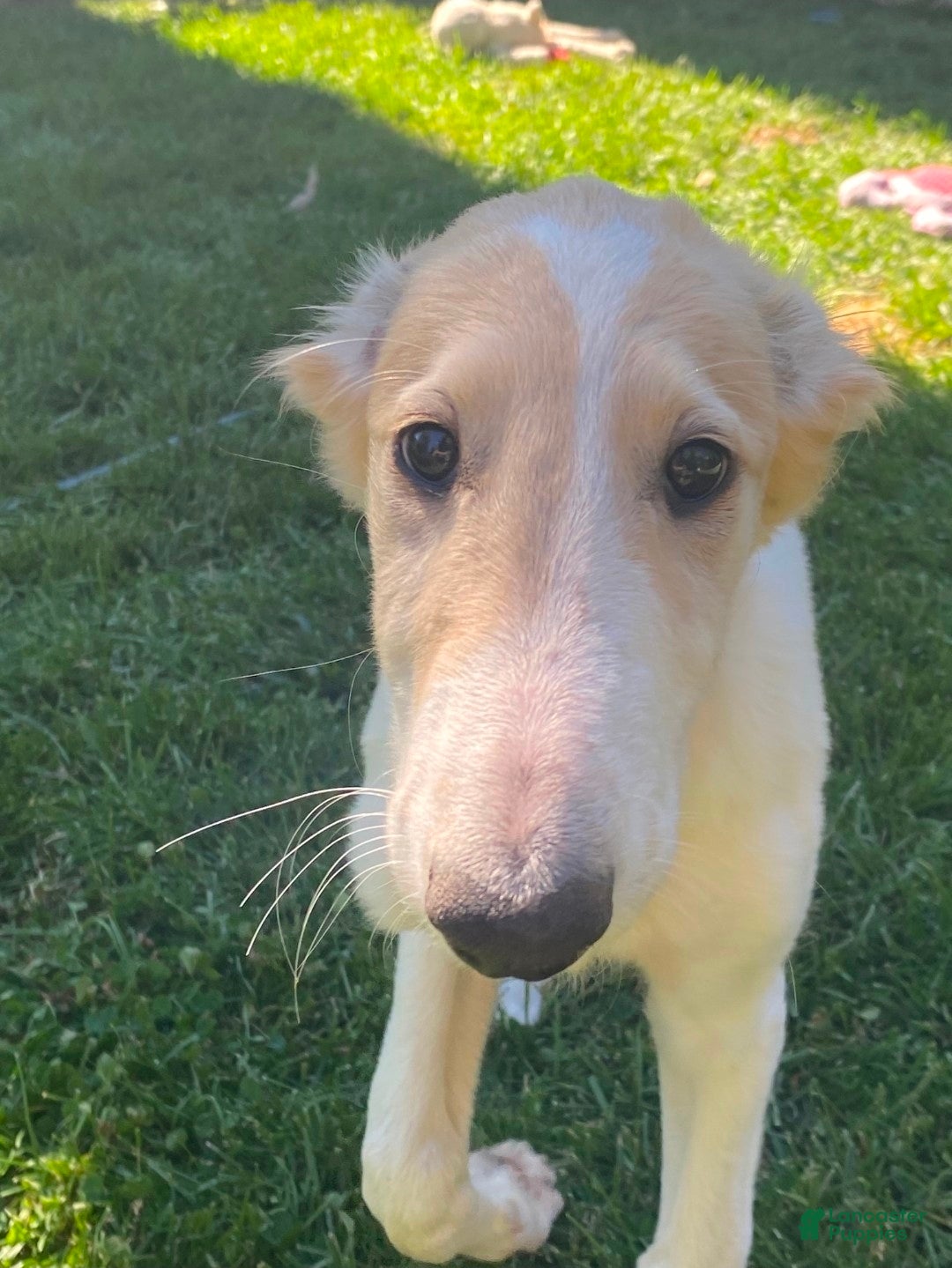 Borzoi dogs Victor-APRI-PEDIGREE - Ad 1