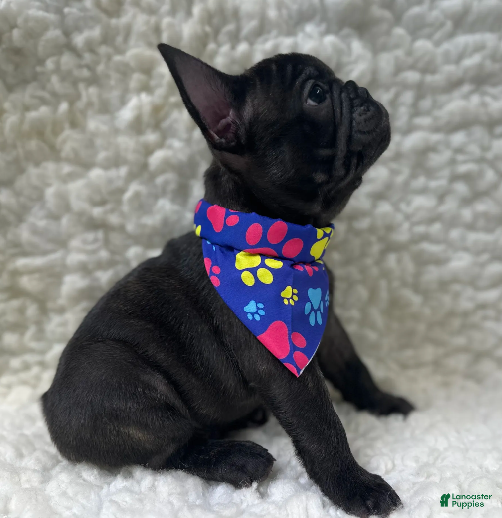 Mixed Breed dogs Boone - Ad 1