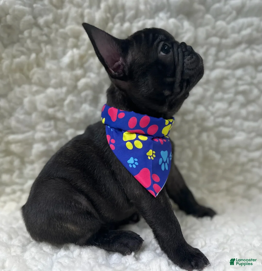 Mixed Breed dogs for sale: Boone - Ad 1