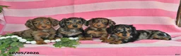 Miniature Dachshund dogs for sale: Gene - Ad 2