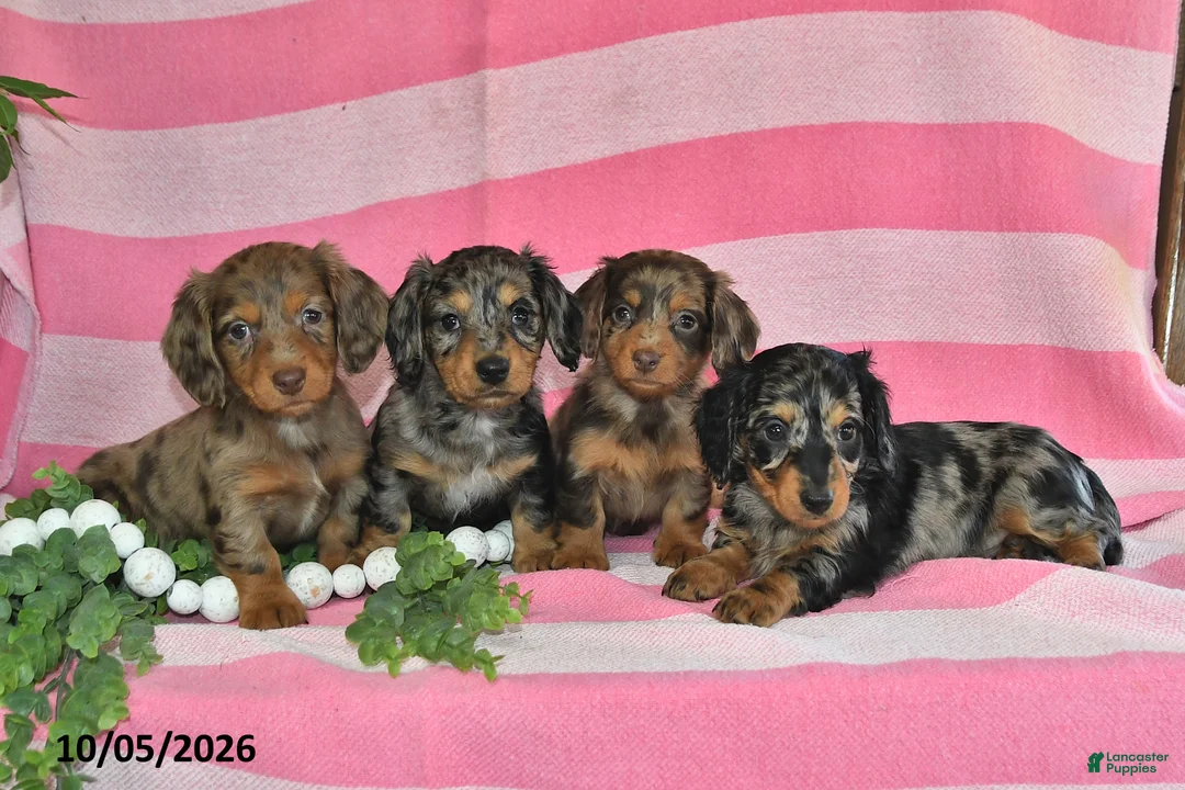 Miniature Dachshund dogs for sale: Gene - Ad 2