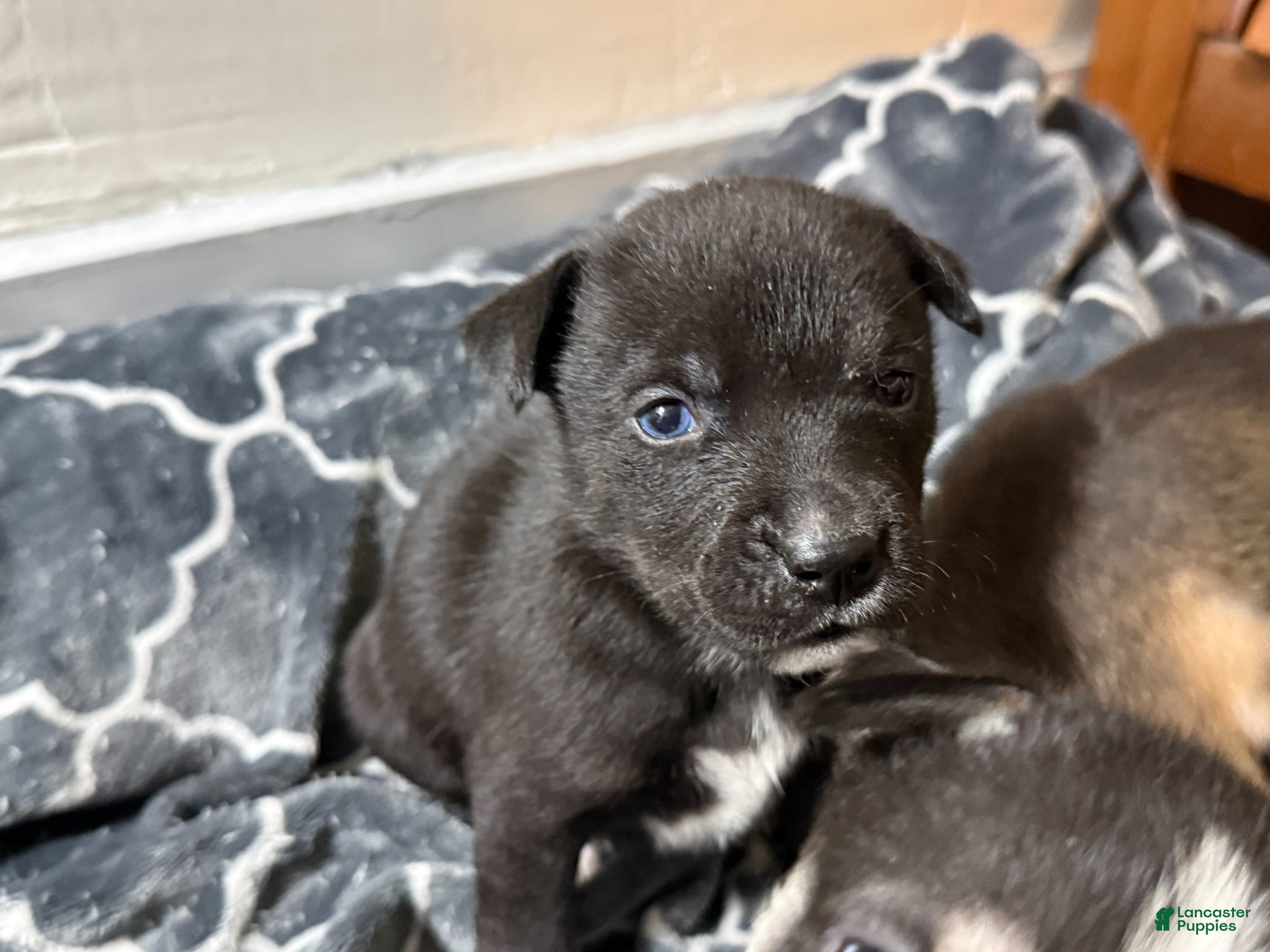 Mixed Breed dogs Lab/Husky Breed Puppies 1-4 - Ad 1