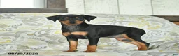 Miniature Pinscher dogs for sale: Honey   - Ad 3