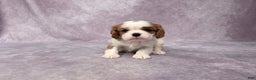 Cavalier King Charles Spaniel dogs for sale: Seth - Ad 11