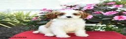 Cavapoo dogs for sale: Jo  - Ad 3
