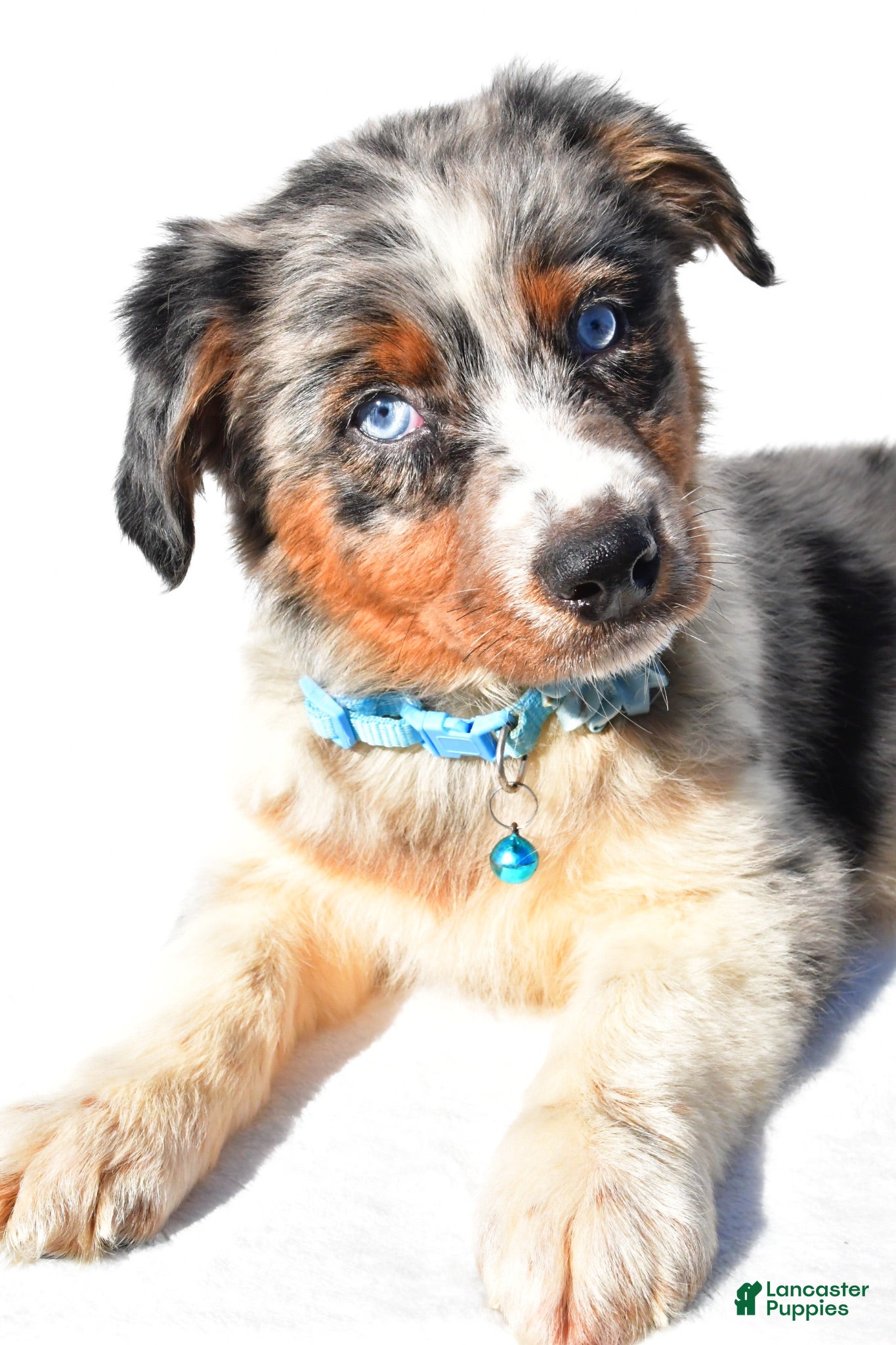 Australian Shepherd dogs Emily - Ad 2
