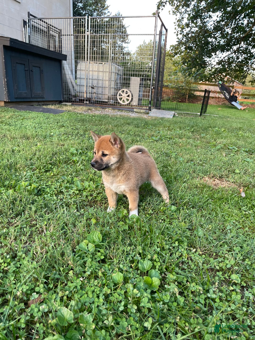 Shiba Inu dogs for sale: Amerika - Ad 9