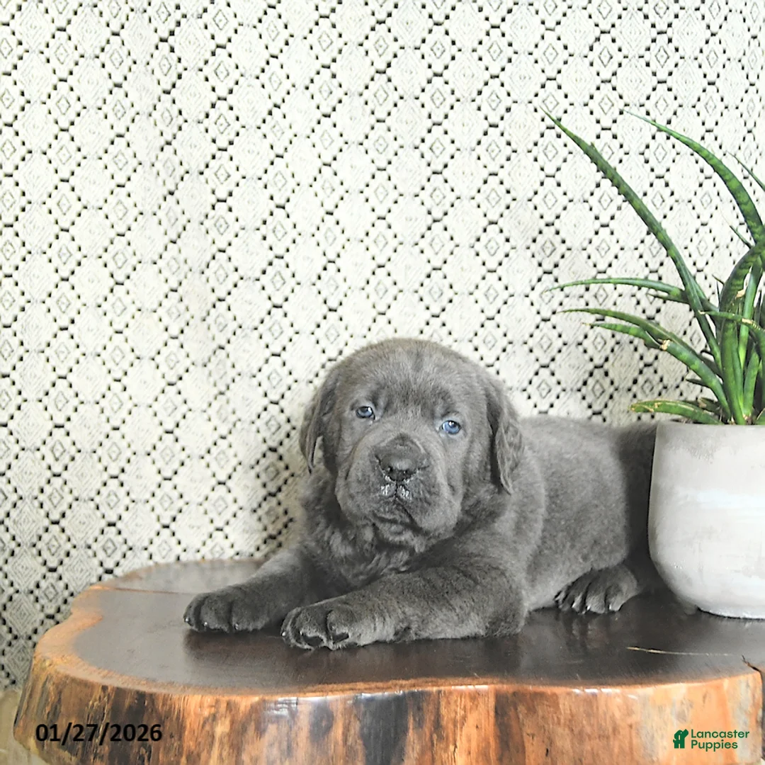 Cane Corso dogs for sale: Tank - Ad 5
