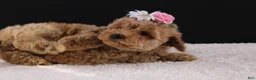 Shihpoo dogs for sale: Blossom - Ad 4