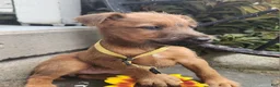 Irish Terrier dogs for sale: Ruby - Ad 4