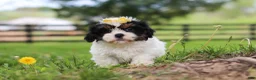 Shih Tzu dogs for sale: Fern - Ad 5