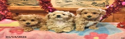 Maltipoo dogs for sale: Tiger - Ad 5