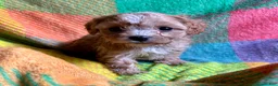 Cavapoo dogs for sale: Ruby - Ad 14