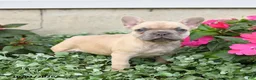 French Bulldog dogs for sale: Fiona - Ad 4