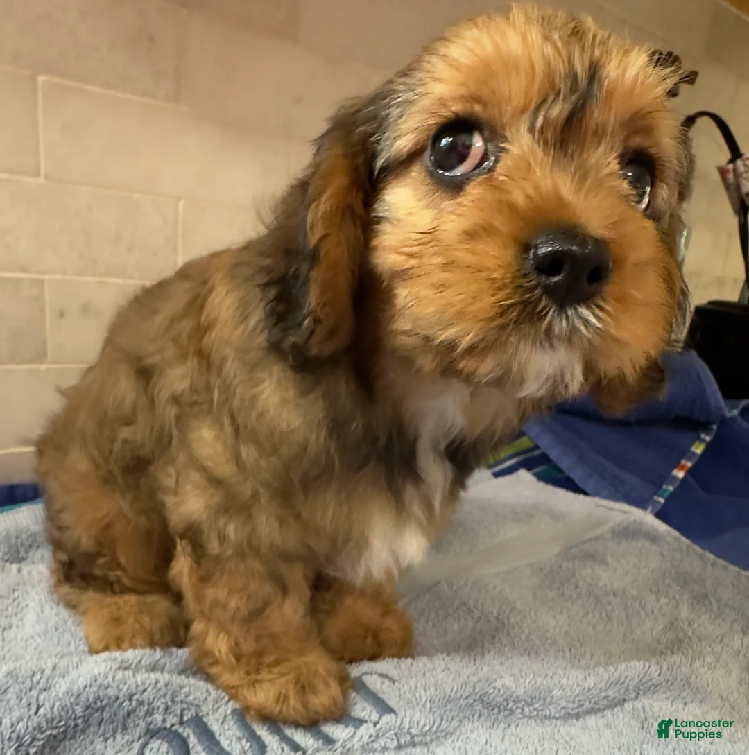 Cavapoo dogs for sale: Annie  - Ad 2