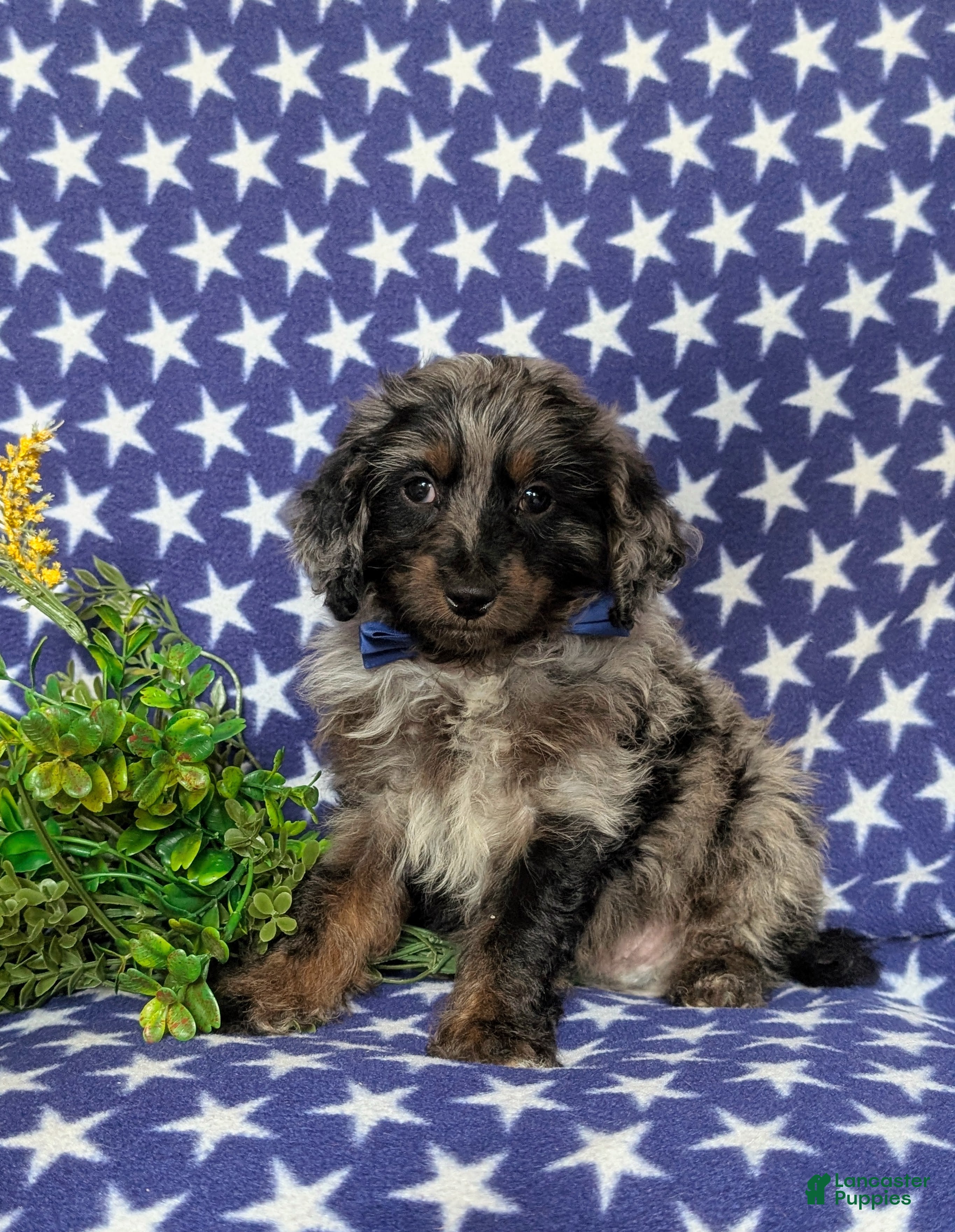 Cockapoo dogs Santiago Hypoallergenic - Ad 40