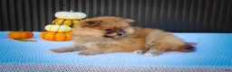 Pomeranian dogs for sale: Milly🩷  - Ad 13