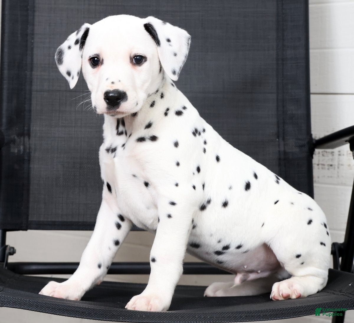 Dalmatian dogs Rufus - Ad 1