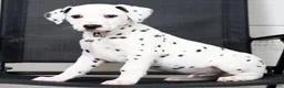 Dalmatian dogs for sale: Rufus - Ad 1