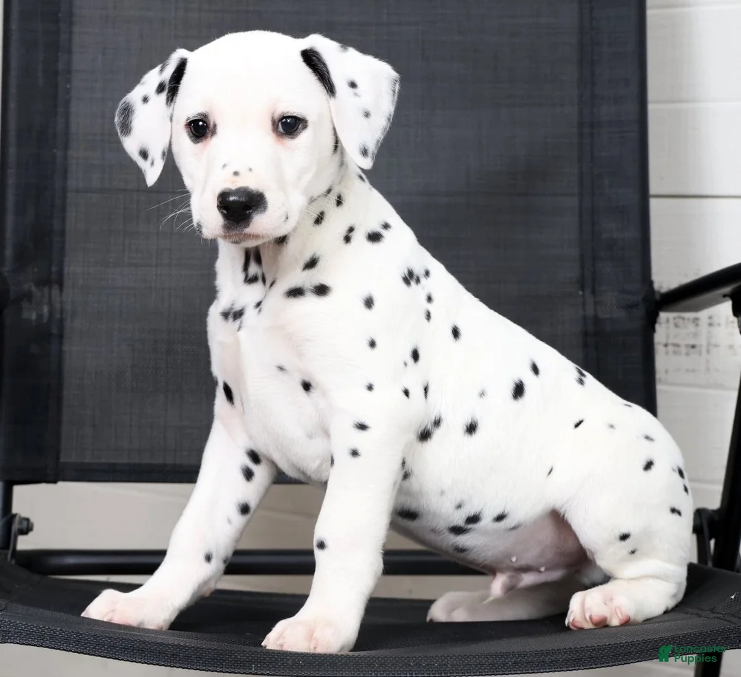Dalmatian dogs for sale: Rufus - Ad 1