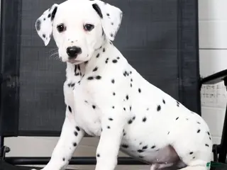 Dalmatian dogs for sale: Rufus - Ad 4
