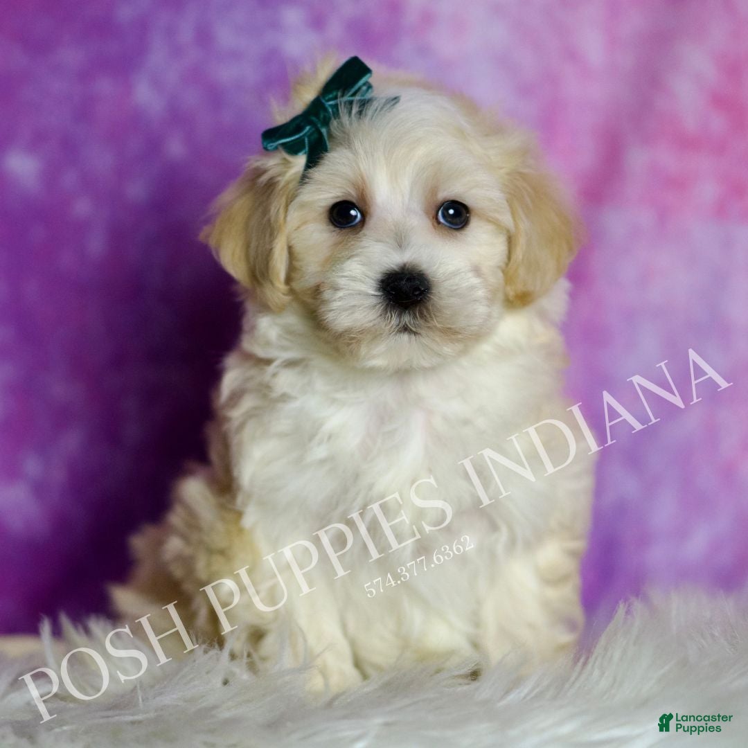 Maltipoo dogs Lil Man - Ad 42