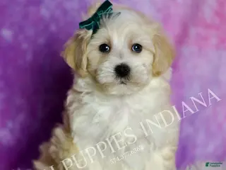 Maltipoo dogs Lil Man - Ad 42
