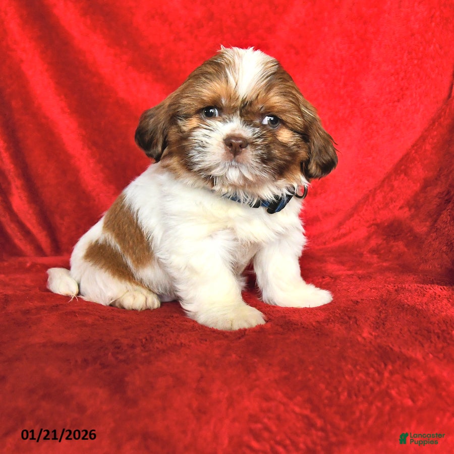 Lhasa Apso dogs Nancy - Ad 5