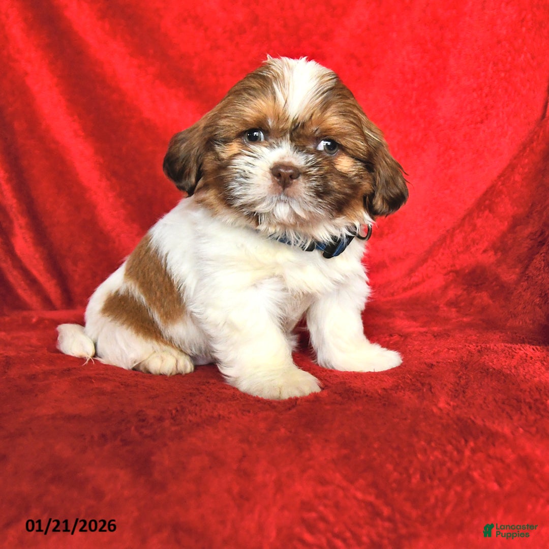 Lhasa Apso dogs for sale: Nancy - Ad 1