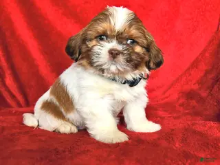 Lhasa Apso dogs Nancy - Ad 2
