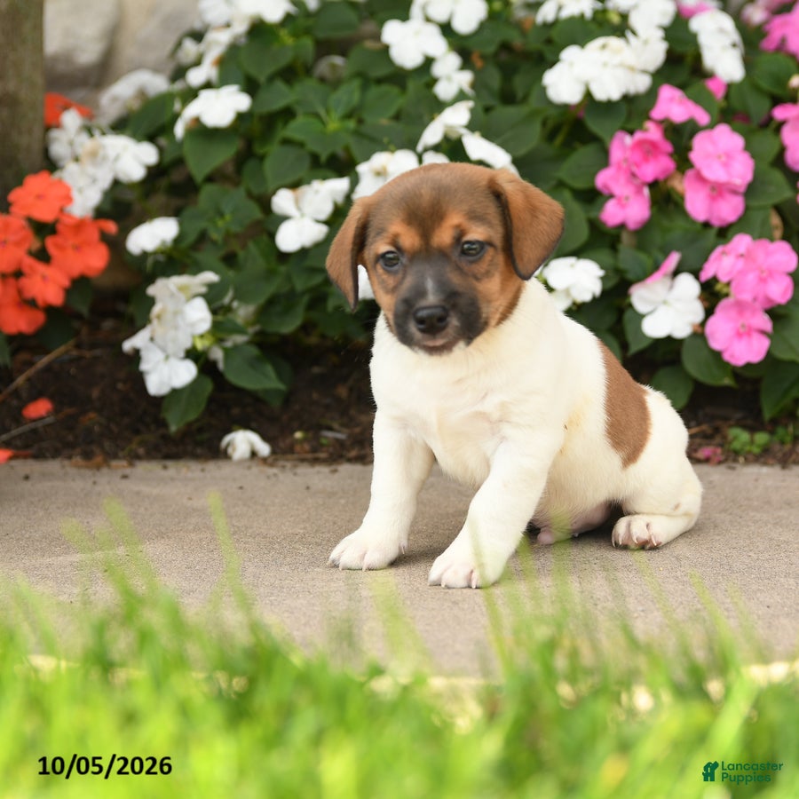 Sparkle (Jack Russell, Male) in East Earl, PA
